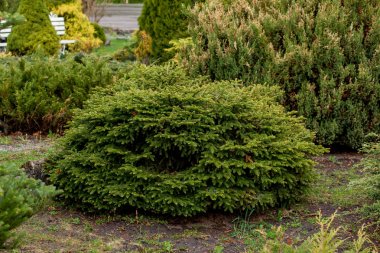 Garden, landscape of geometric shape bush and shrub decorate with colorful flower blooming in green