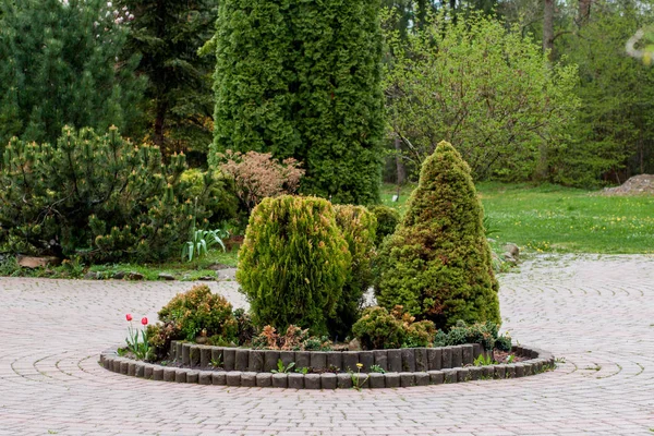 Jardim, paisagem de arbusto forma geométrica e arbusto decorar com flor colorida florescendo em verde — Fotografia de Stock