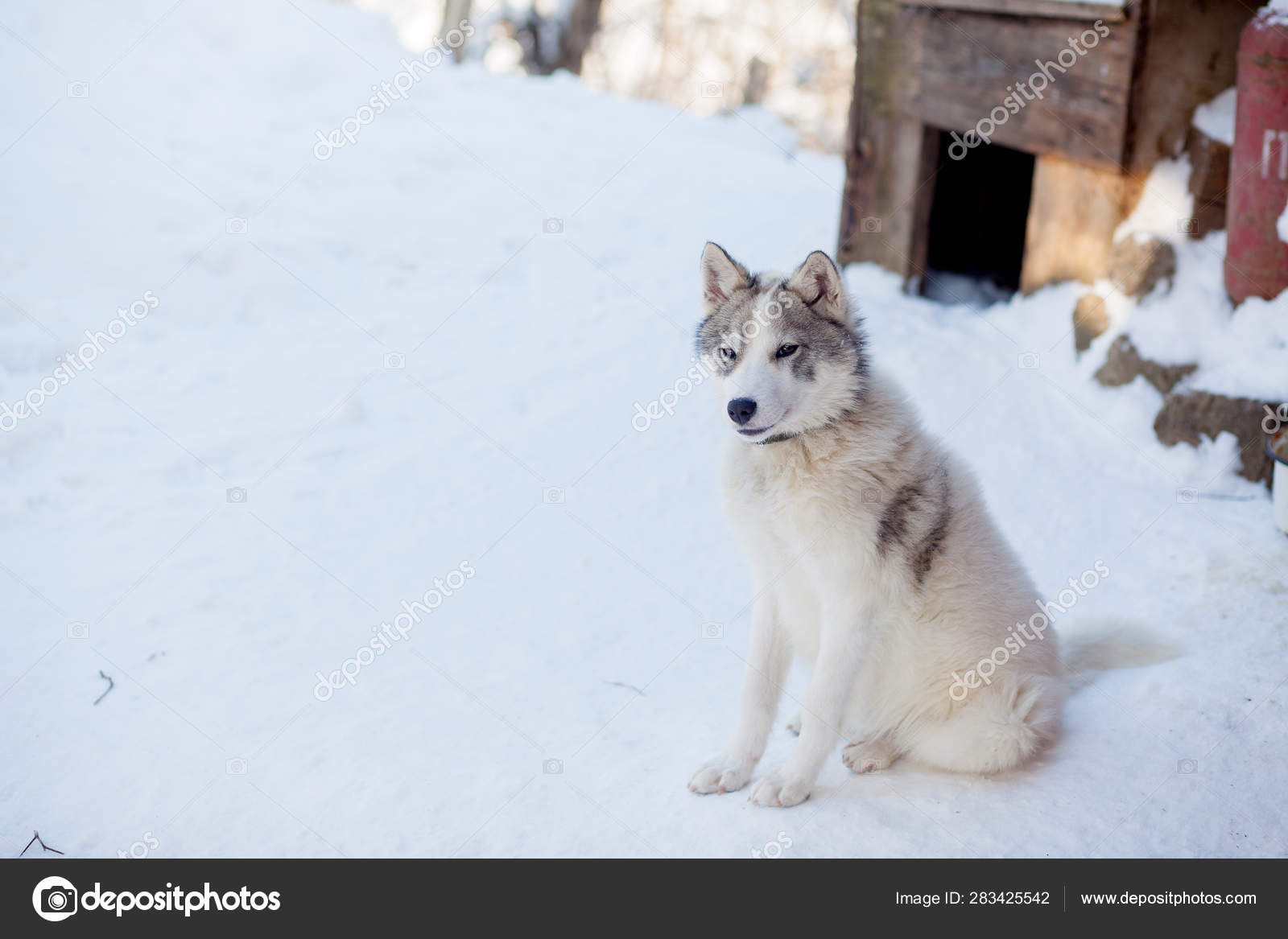 Black And White Siberian Husky In Snow Snow White Grey Husky Blue