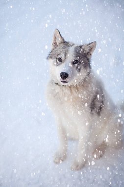 Husky köpek grisi ve kışın mavi gözlü beyaz köpek