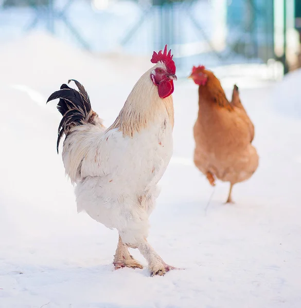 Ana horoz patron portre. Kışın, kar horoz