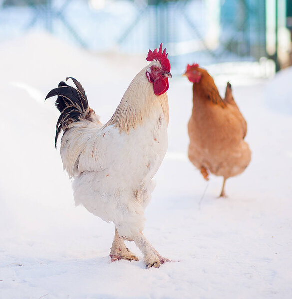 Main rooster boss portrait.Cock in winter, snow