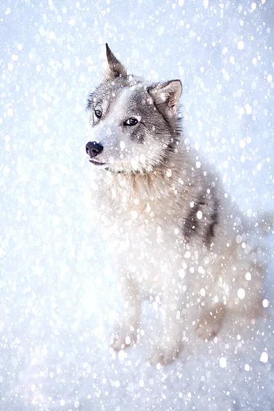 Husky pies szaro-biały kolor z niebieskimi oczami w zimie — Zdjęcie stockowe