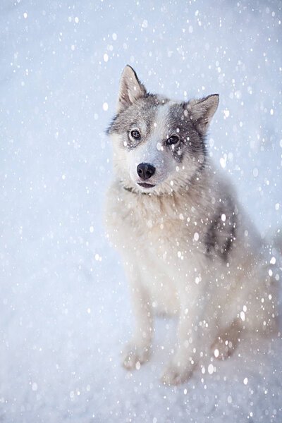 Husky dog grey and white colour with blue eyes in winter.