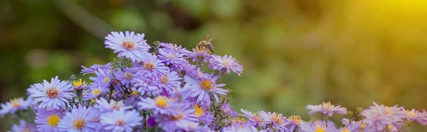 Malé fialové sedmikrásky - Erigeron. Zahradní květiny přirozené letní pozadí. Na květině včela sbírá nektar — Stock fotografie