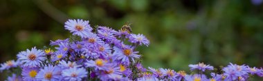 Küçük mor papatyalar, Erigeron. Bahçe çiçekleri doğal yaz arkaplanı. Bir çiçekte arı nektarı toplar.