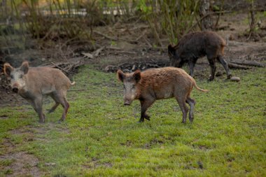 Sidik Hogs aile grubu ot gıda birlikte yeme otlatma.
