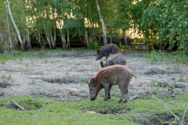 Sidik Hogs aile grubu ot gıda birlikte yeme otlatma.