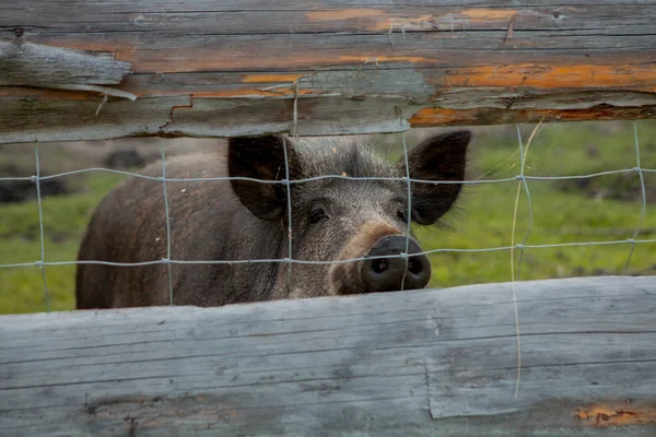 一緒に草の食べ物を放牧するいぼ豚の家族グループ. — ストック写真