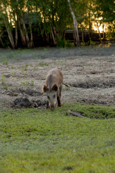 Family Group of Wart Hogs Grazing Eating Grass Food Together. — Stock Photo, Image