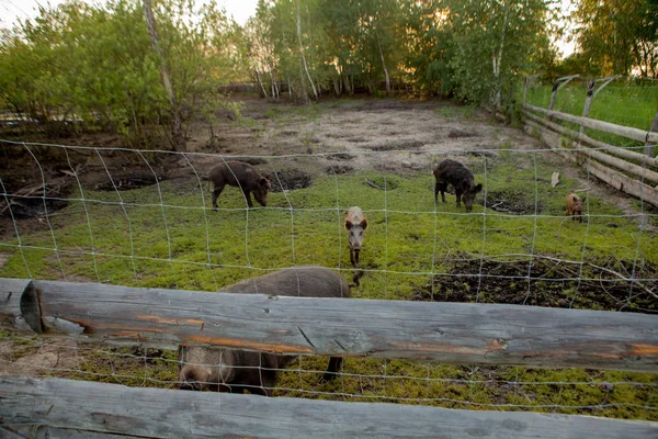 Familia Grupo de Wart Hogs Grazing Comer Hierba Alimentos Juntos . —  Fotos de Stock