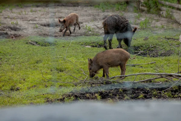 Rodzina Grupa z wart Hogs wypas jedzenie trawa jedzenie razem. — Zdjęcie stockowe