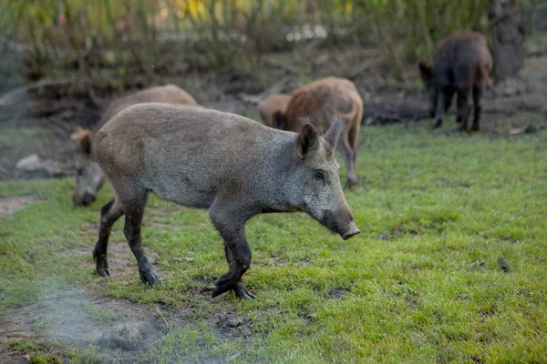 Familia Grupo de Wart Hogs Grazing Comer Hierba Alimentos Juntos . —  Fotos de Stock