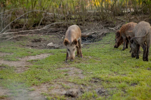 Familia Grupo de Wart Hogs Grazing Comer Hierba Alimentos Juntos . —  Fotos de Stock