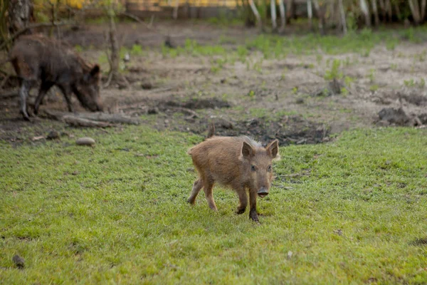疣猪家庭小组一起吃草食. — 图库照片