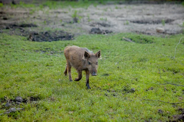 Wild small pig contentedly grazing on grass — Stock Photo, Image