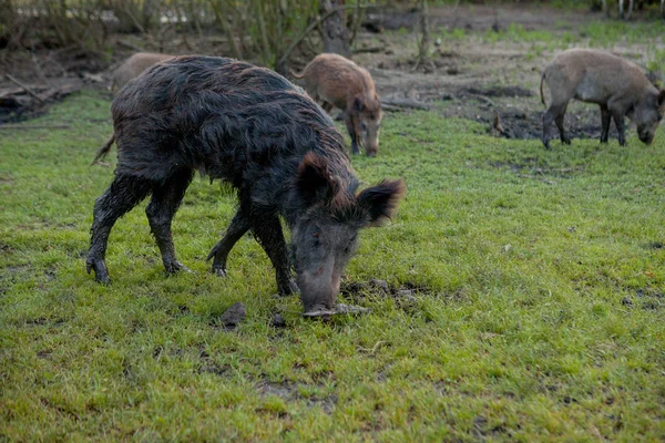 Famiglia Gruppo di verruche Hogs pascolo mangiare erba cibo insieme . — Foto Stock