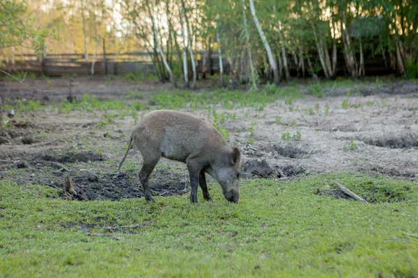 Rodzina Grupa z wart Hogs wypas jedzenie trawa jedzenie razem. — Zdjęcie stockowe