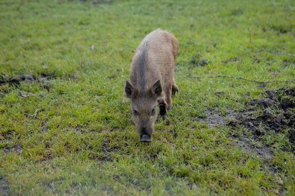 Kleine Wildschweine grasen zufrieden im Gras — Stockfoto