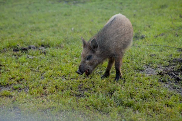 Wild small pig contentedly grazing on grass — Stock Photo, Image