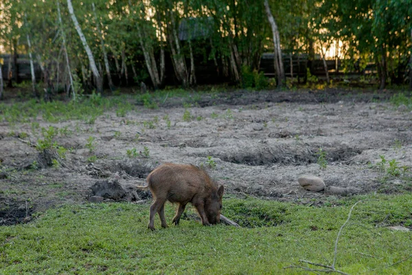 Cerdo pequeño salvaje pastando contento en la hierba —  Fotos de Stock