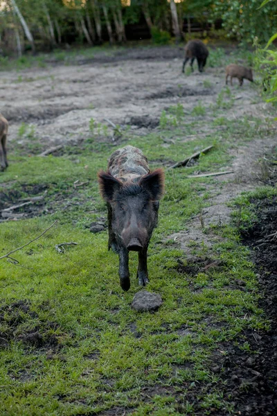 Kleine Wildschweine grasen zufrieden im Gras — Stockfoto