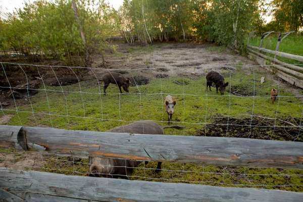 Familia Grupo de Wart Hogs Grazing Comer Hierba Alimentos Juntos . —  Fotos de Stock