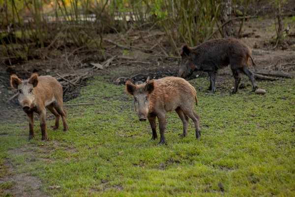 함께 잔디 음식을 먹고 사마귀 돼지의 가족 그룹. — 스톡 사진