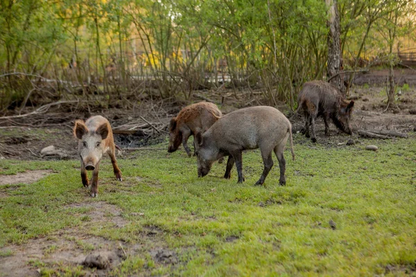 Rodzina Grupa z wart Hogs wypas jedzenie trawa jedzenie razem. — Zdjęcie stockowe