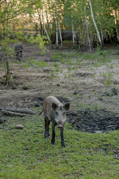 Wilde kleine varkens die tevreden grazen op gras — Stockfoto