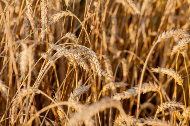 Yazın sonunda tamamen olgunlaşmış buğday tarlaları