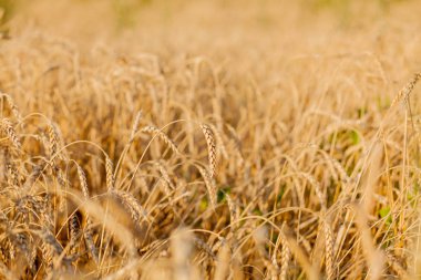 Yazın sonunda tamamen olgunlaşmış buğday tarlaları