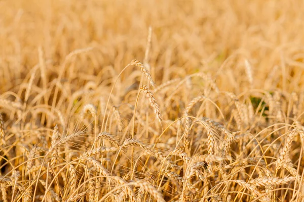 stock image Fields of wheat at the end of summer fully ripe