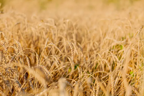 Fields of wheat at the end of summer fully ripe