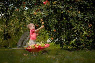 Bir çiftlikte elma toplama çocuk. Elma ağacı meyve bahçesinde oynarken küçük çocuk. Çocuk meyve toplar ve onları bir el arabası koyardım. Sonbaharda hasat sağlıklı meyve yeme bebek. Açık eğlenceli çocuklar için