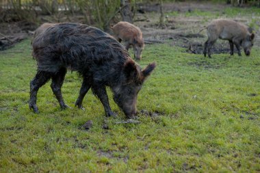 Sidik Hogs aile grubu ot gıda birlikte yeme otlatma.