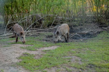 Sidik Hogs aile grubu ot gıda birlikte yeme otlatma.