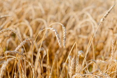 Yazın sonunda tamamen olgunlaşmış buğday tarlaları