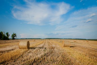 Sakal alanında saman sarı altın saman balya, tarım