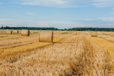 Sakal alanında saman sarı altın saman balya, tarım