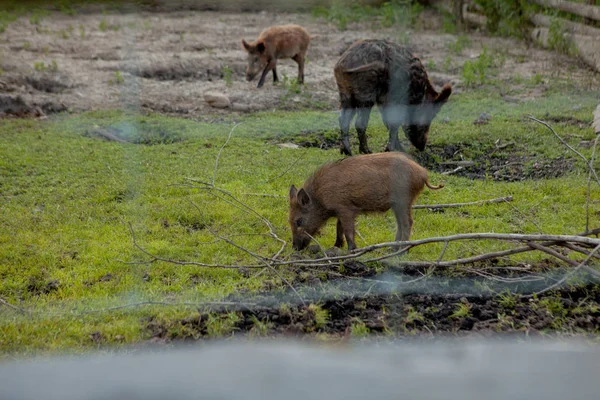 Familia Grupo de Wart Hogs Grazing Comer Hierba Alimentos Juntos . —  Fotos de Stock