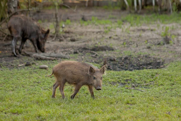 Warzenschweine auf der Weide fressen gemeinsam Grasfutter. — Stockfoto