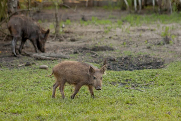 Rodzina Grupa z wart Hogs wypas jedzenie trawa jedzenie razem. — Zdjęcie stockowe