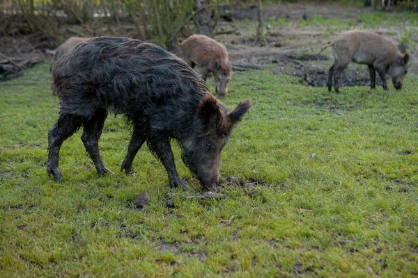 Sidik Hogs aile grubu ot gıda birlikte yeme otlatma.