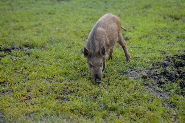 Wild small pig contentedly grazing on grass — Stock Photo, Image