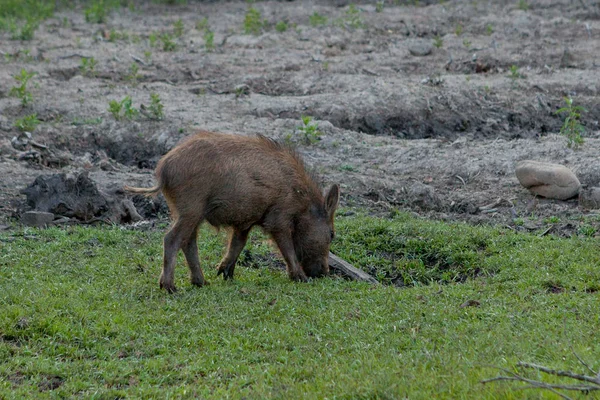 Pequeno porco selvagem contentamente pastando na grama — Fotografia de Stock