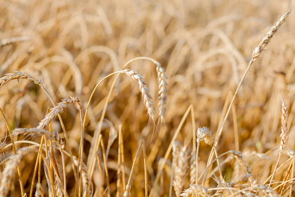Yazın sonunda tamamen olgunlaşmış buğday tarlaları