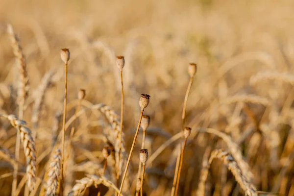 Крупный план мака на желтом пшеничном поле — стоковое фото