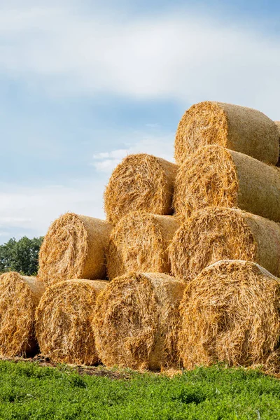 Rouleaux jaunes de paille à la fin de l'été — Photo