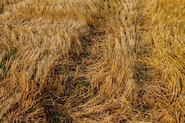 Gult strå textur närbild på en varm sommardag — Stockfoto